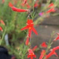 Penstemon pinifolius 'Wisley Flame'